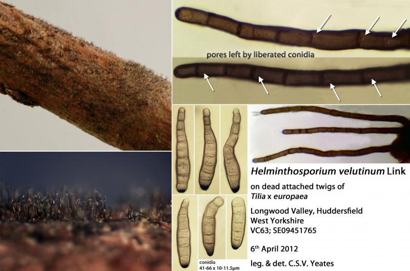 Helminthosporium velutinum - Féregrágótabletta gyermekek számára, Féreghajtó kutyáknak