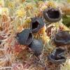 episphagnum