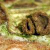rufo-olivacea