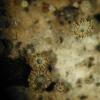 clyculiformis