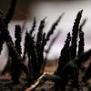 coccophora