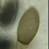 intestinacea