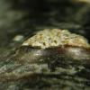 dupracearum    : Anamorphe de Dermea cerasi (Pers. ex Fr.) Fr.
