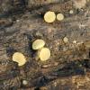 rufescens