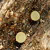 rufescens