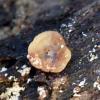 rufescens