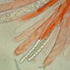 rufescens