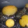 filispora f. boudieri