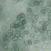 cuniculorum