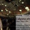 phyllophila