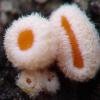occidentalis