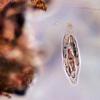 cerastis