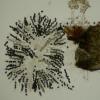 squamulosum