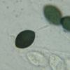 squamulosum