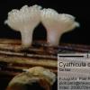 culmicolum