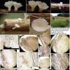 culmicolum