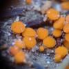 deformis