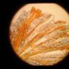 deformis