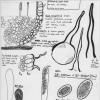 deformis