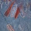 musci-muralis