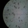 rubicolum