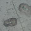 mastoidea