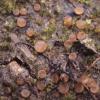 ascophanoides