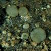 atrovirens