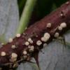 separabilis