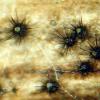 helicosporus