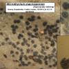 macrosporum