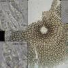 macrosporum