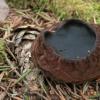 Sarcosoma globosum