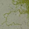 striispora