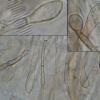 glutinosum