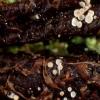 Chysostigmum var. versicolor.