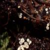 Chysostigmum var. versicolor.