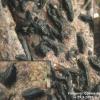 tortile