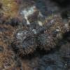 barbirostris