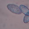 phlebospora