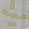 inaequalis