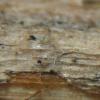 euphorbiaceum