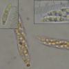 euphorbiaceum