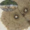 macrosporum