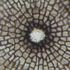 macrosporum