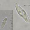 macrosporum
