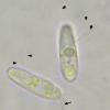macrosporum