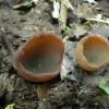limnea