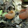 limnea