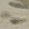 parasitica
